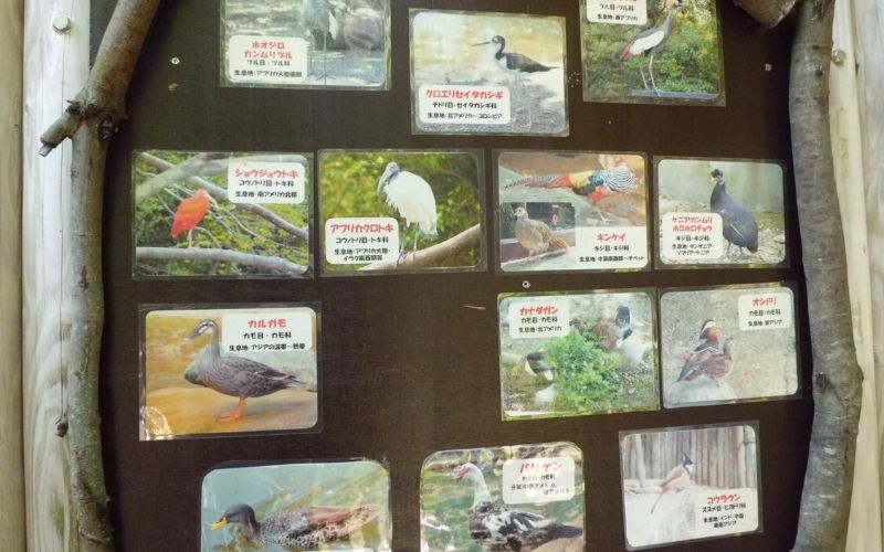 とくしま動物園の鳥の種類